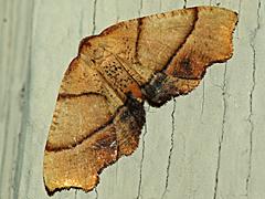 Straight-lined Plagodis